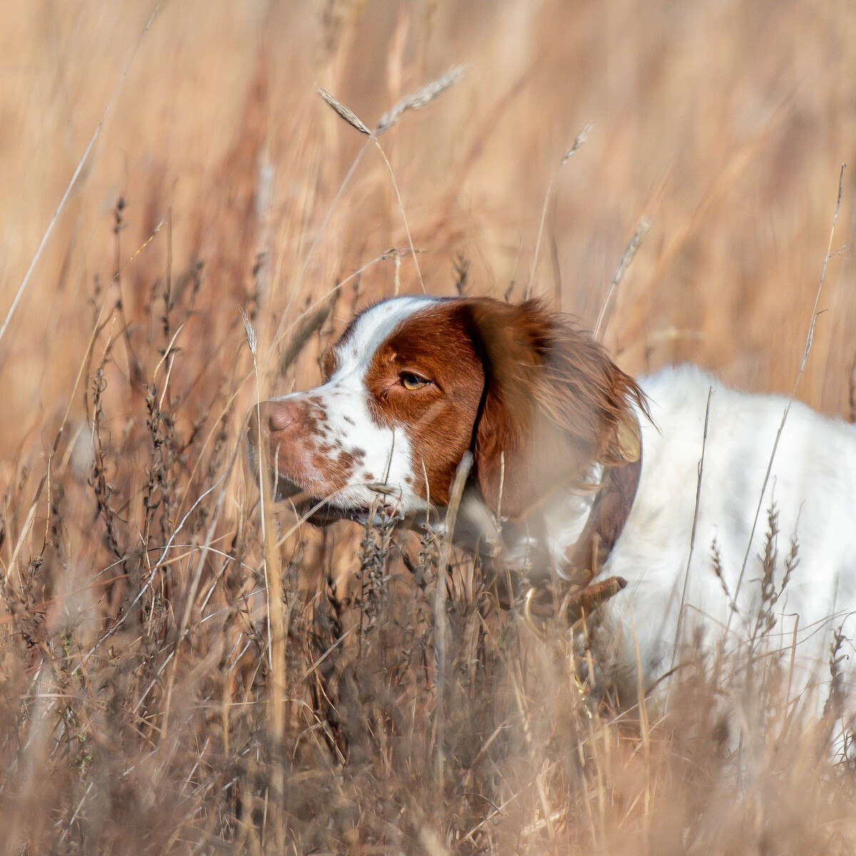 Foundation Seminar, May 2526, 2024 at Smith Kennels May 25, 2024